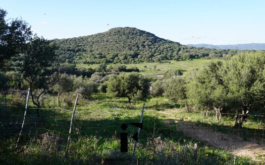 Terreno Agricolo Olbia – Via Ortos