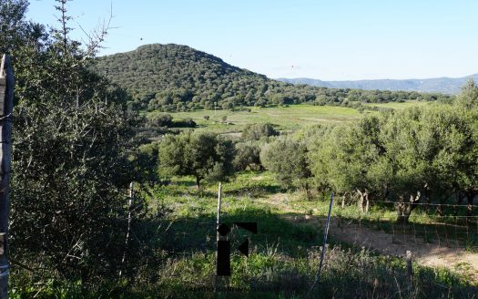 Terreno Agricolo Olbia – Via Ortos
